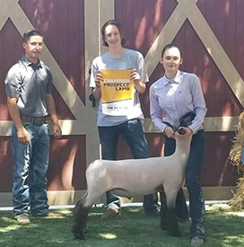 Petersen Club Lambs Winners