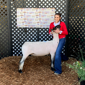 Petersen Club Lambs Winners