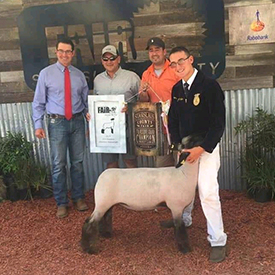 Petersen Club Lambs Winners