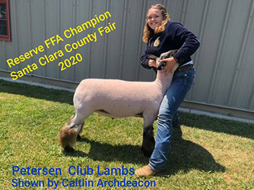 Petersen Club Lambs Winners