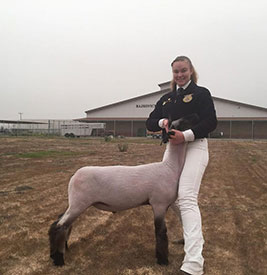 Petersen Club Lambs Winners